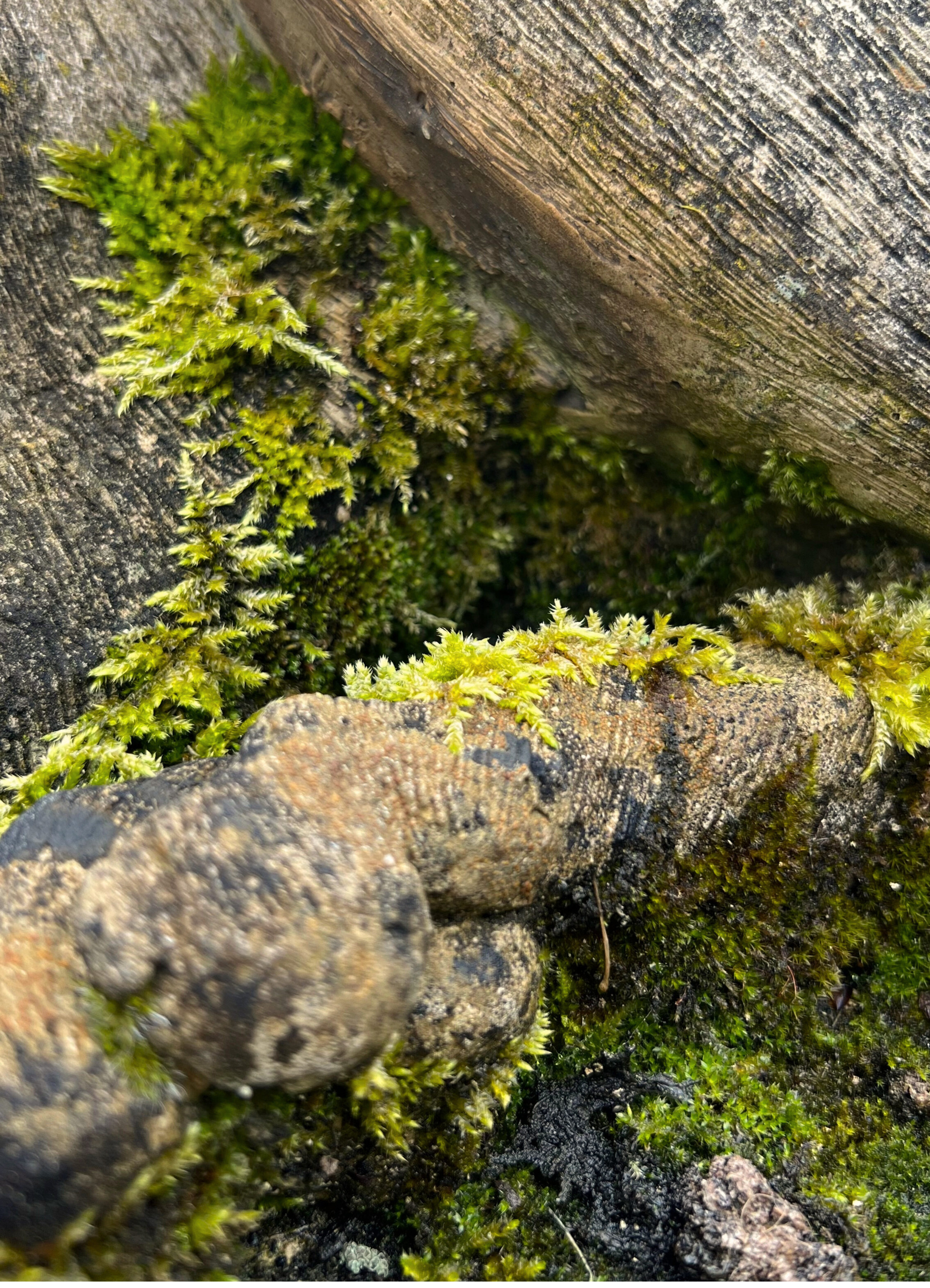 Moss growing on a wooden surface on Little Lies Campaign Shoot