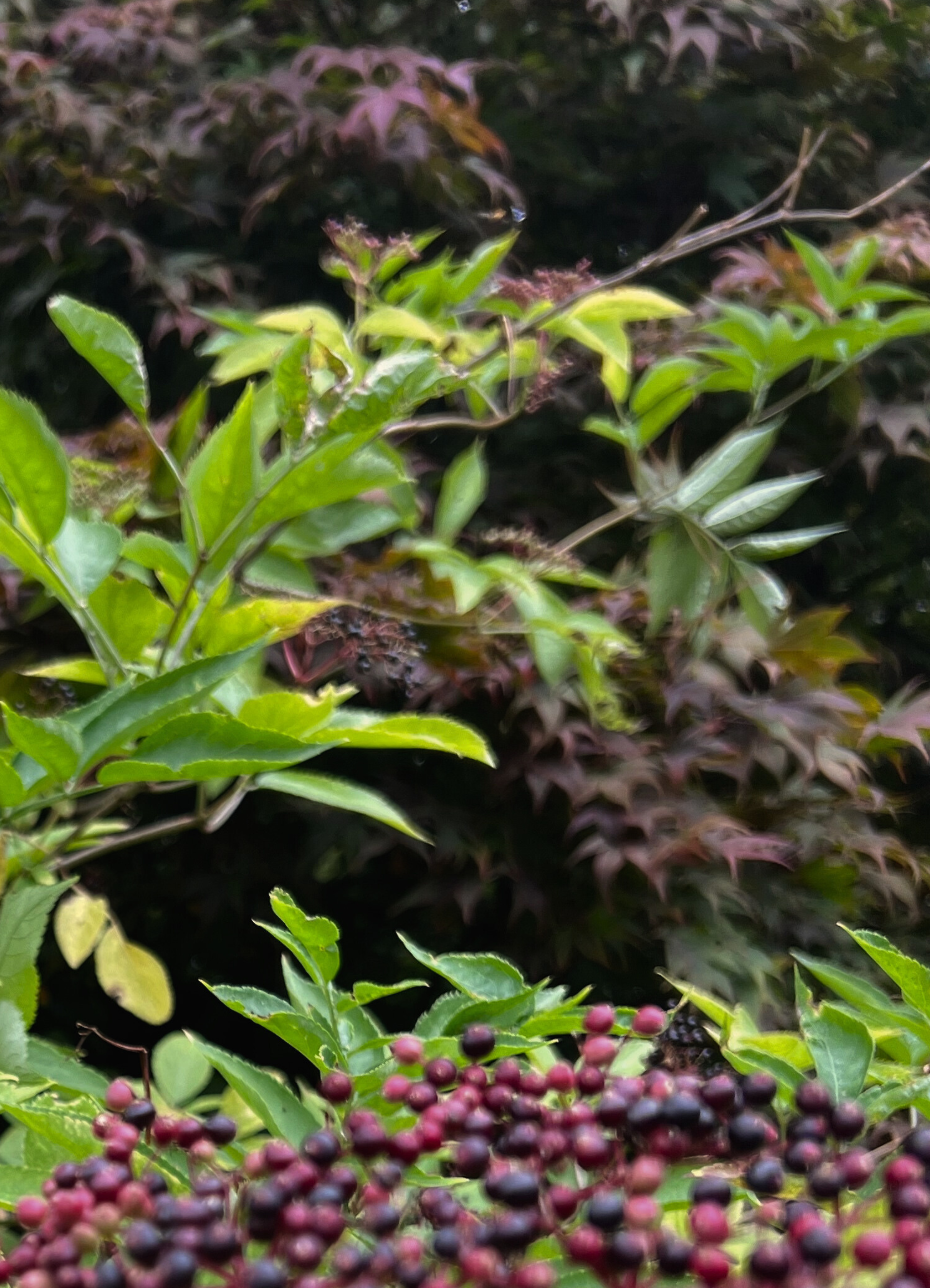 Close-up of green leaves and purple berries with a blurred background
