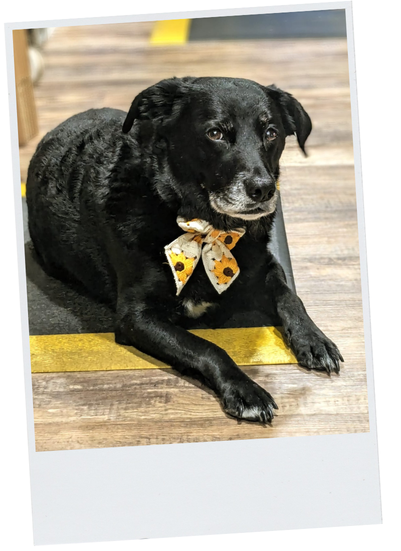 Little Lies Office Dog Elsa With crochet sunflower boho bow. 